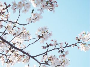 春を満喫