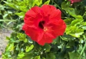 AMAMI🌺