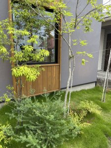 夏の植栽たち